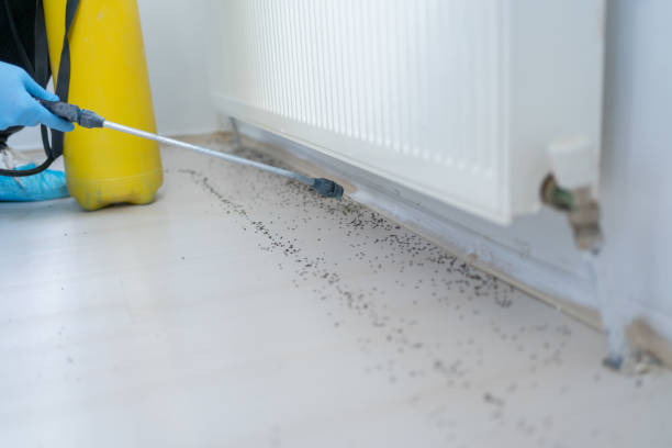 Best Mosquito Control Services  in Lake Of The Woods, VA